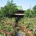 タリンチャン植木屋通り_01